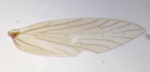 Micropterix aglaella